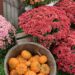 Fall Family favorites flowers pumpkins