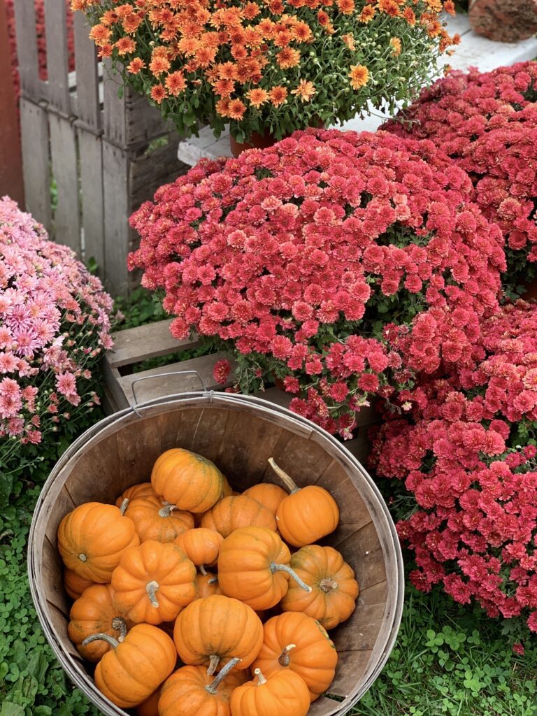 Fall Family favorites flowers pumpkins